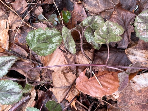 Lamium galeobdolon