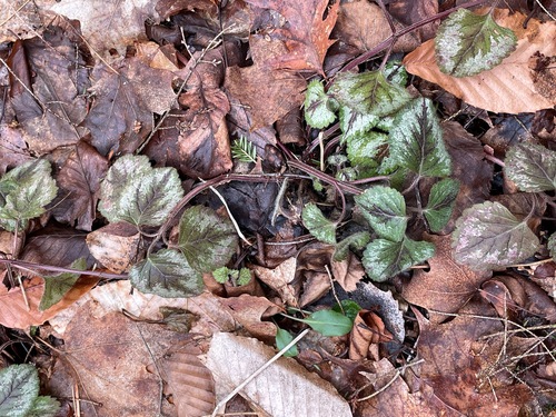 Lamium galeobdolon