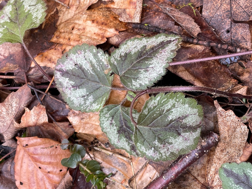 Lamium galeobdolon, South Burlington, VT, USA