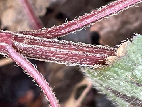 Lamium galeobdolon