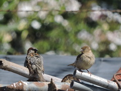 Passer domesticus