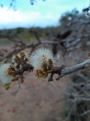 Ebenopsis caesalpinioides