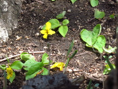 Viola xanthopetala
