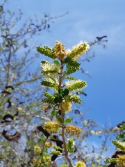 Microlobius foetidus