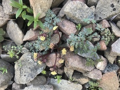 Sanicula saxatilis