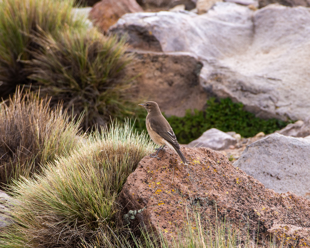 Agriornis albicauda