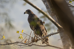 Buteogallus solitarius