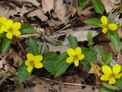 Viola xanthopetala
