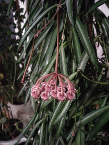 Hoya kentiana C.M.Burton 4