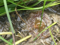 Aulactinia verrucosa