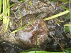 Aulactinia verrucosa