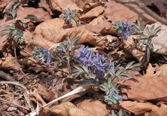 Corydalis turtschaninovii