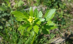 Ranunculus recurvatus