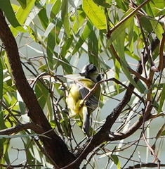 Falcunculus frontatus