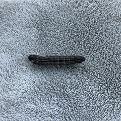 Datana angusii