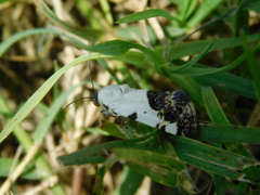 Tarache tetragona