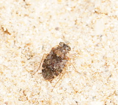 Ochterus