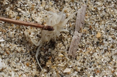 Bellorchestia quoyana