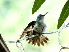 White-Chested Emerald photo 4
