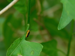 Tytthonyx ruficollis