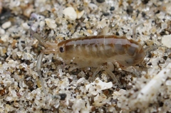 Bellorchestia quoyana