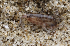 Bellorchestia quoyana