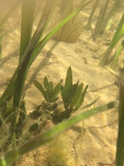 Caulerpa prolifera