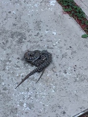 Elgaria multicarinata webbii