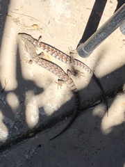 Elgaria multicarinata webbii