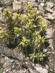 Castilleja sessiliflora