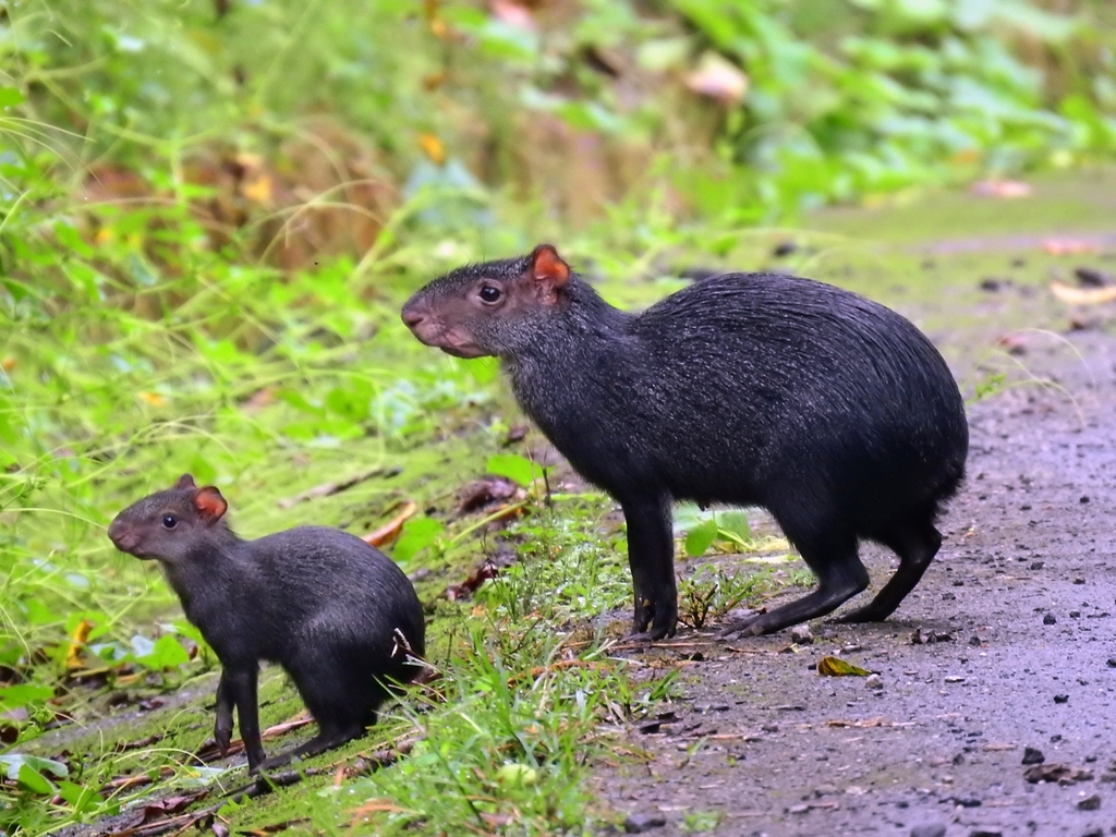Black Agouti