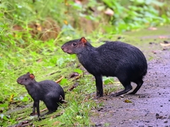 Black Agouti photo 3