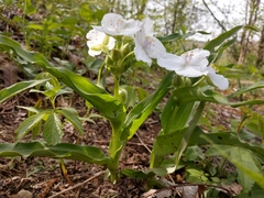 Tradescantia ozarkana