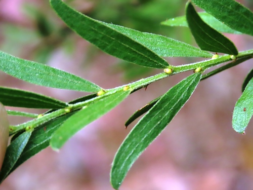 Bacchus Marsh wattle (Acacia rostriformis)