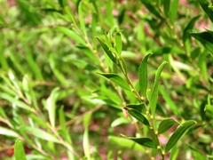 Acacia rostriformis, photograph Elspeth Swan, CC BY, iNaturalist via GBIF