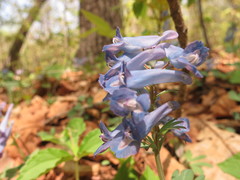 Corydalis turtschaninovii