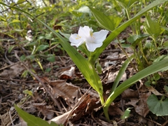 Tradescantia ozarkana