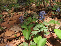 Corydalis turtschaninovii
