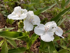 Tradescantia ozarkana