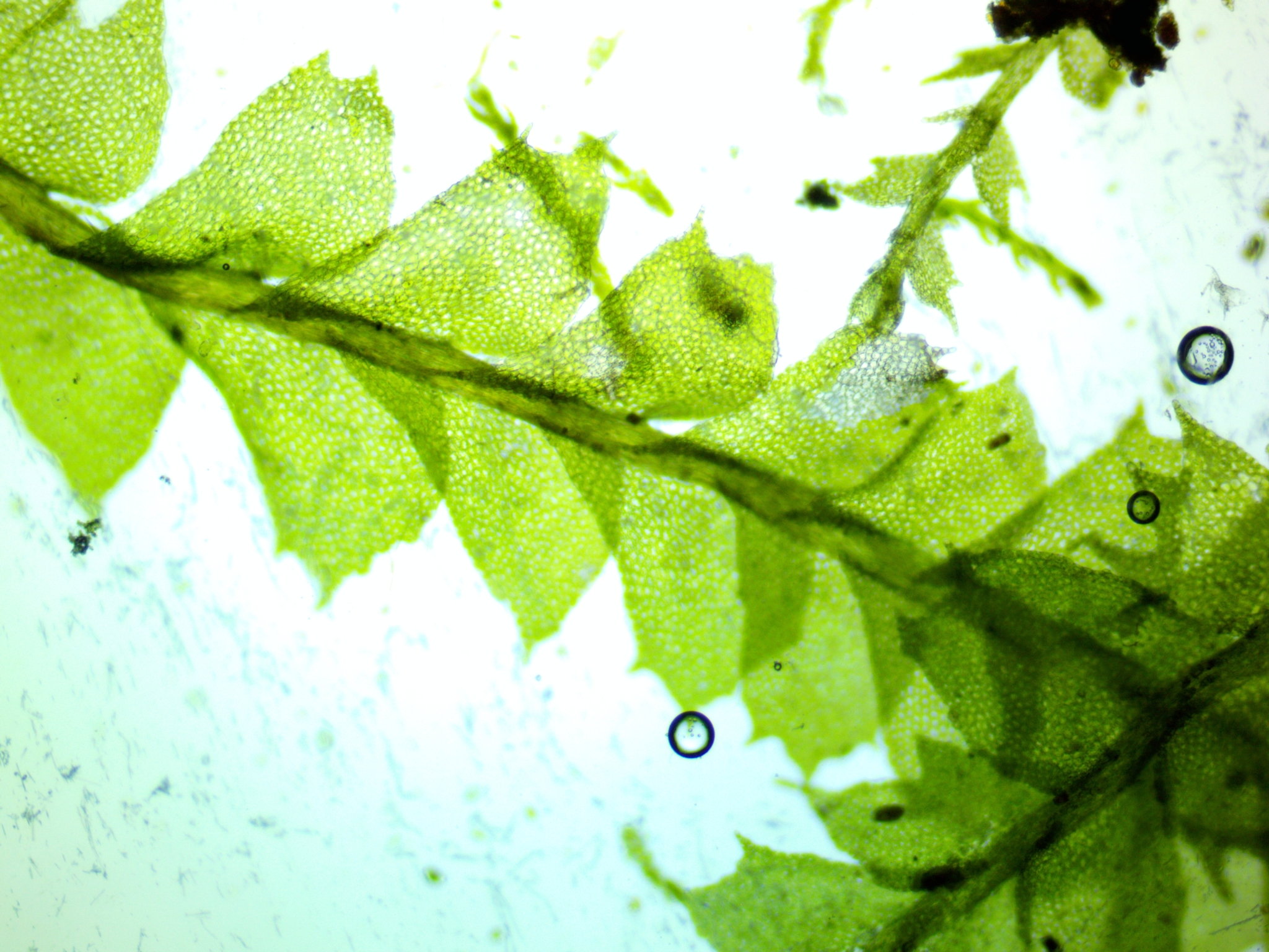 Plagiochila virginica var. virginica