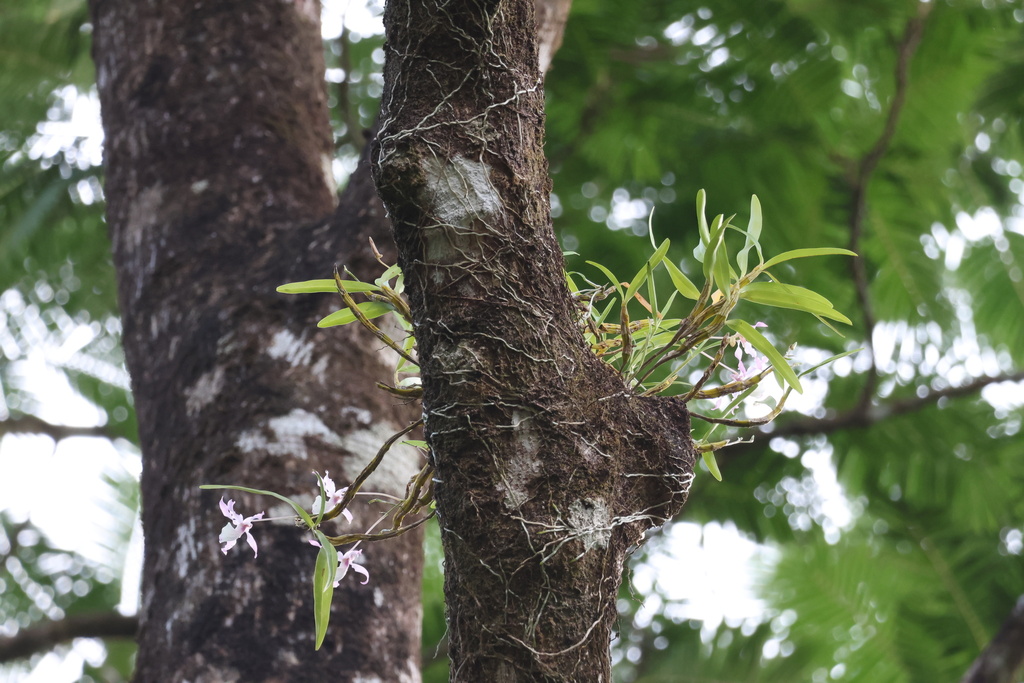 Dendrobium tortile Lindl.