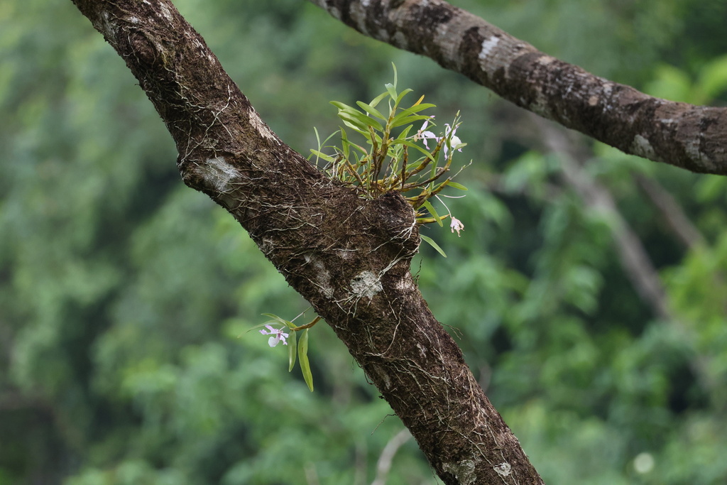 Dendrobium tortile Lindl. 2