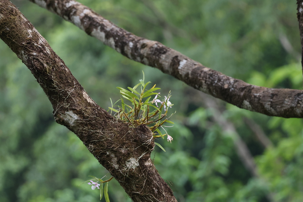Dendrobium tortile Lindl. 3