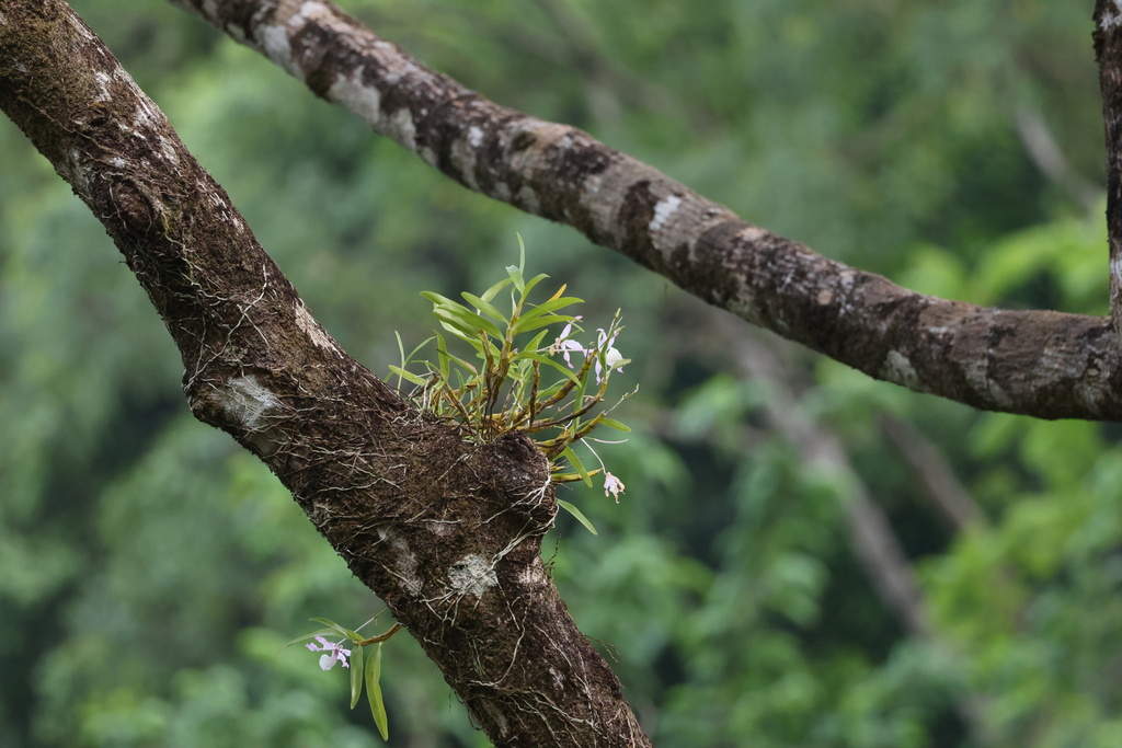 Dendrobium tortile Lindl. 4
