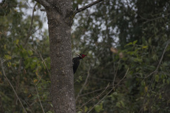 Campephilus leucopogon