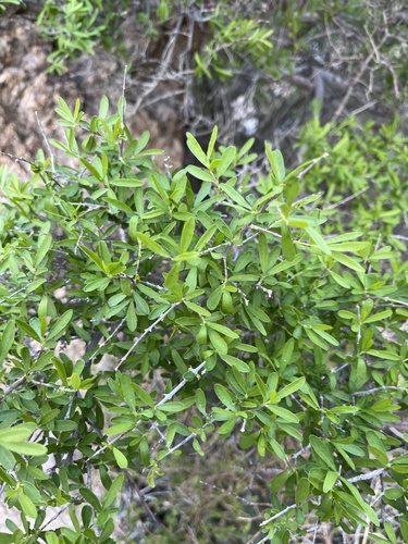 Desert olive (Forestiera shrevei)