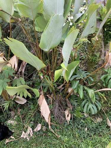 Calathea lutea, 2024-03-02