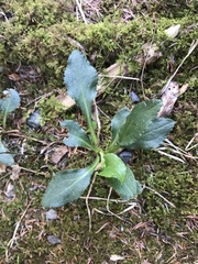 Micranthes virginiensis