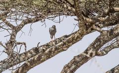 Melierax poliopterus