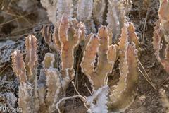 Caralluma